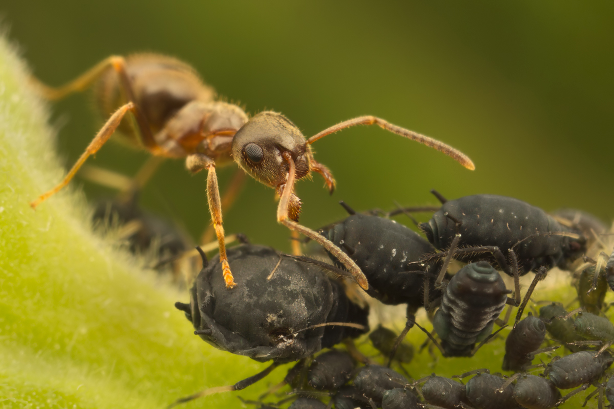Black Ant with Aphids 8